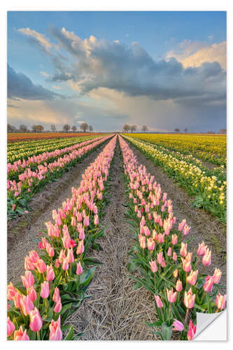 Naklejka na ścianę Evening mood in a tulip field