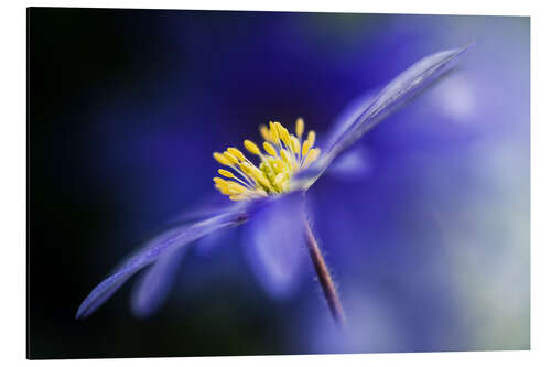 Alubild Anemone Blanda