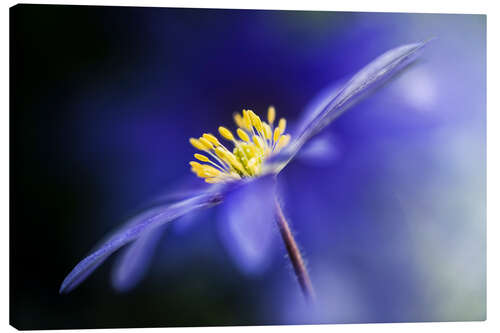 Stampa su tela Anemone Blanda