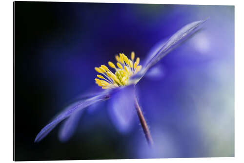 Gallery print Anemone Blanda