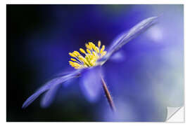 Sisustustarra Anemone Blanda