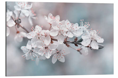 Aluminium print Beautiful spring blossoms