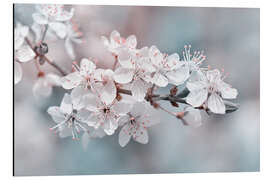 Cuadro de aluminio Beautiful spring blossoms