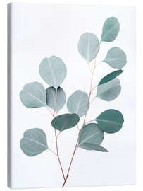 Canvas print Blue Eucalyptus