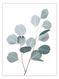Poster Blauer Eukalyptus