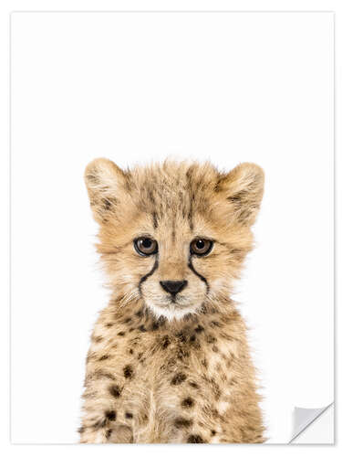 Selvklebende plakat Babygepard