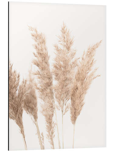 Aluminium print Soft Pampas Grass