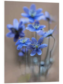 Acrylic print Light blue liverworts