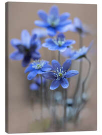 Canvas print Light blue liverworts