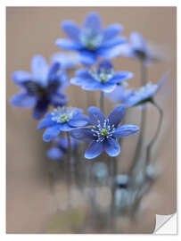 Wall sticker Light blue liverworts