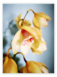 Poster Goldene Orchideen