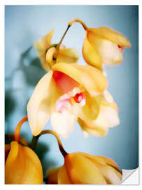 Selvklebende plakat Golden Orchids