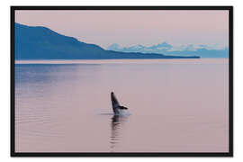 Gerahmter Kunstdruck Buckelwal in der Mitternachtssonne