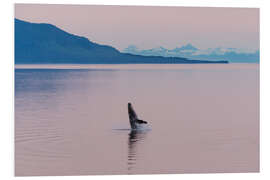 Foam board print Humpback whale in the midnight sun