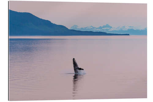 Gallery print Humpback whale in the midnight sun