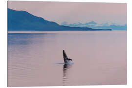 Galleriataulu Humpback whale in the midnight sun