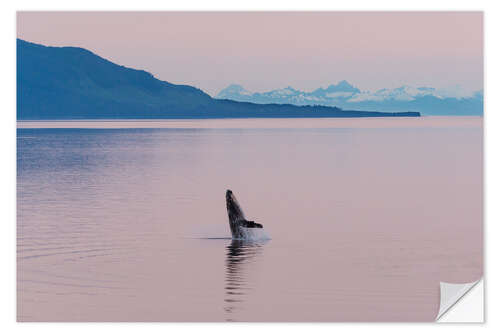 Naklejka na ścianę Humpback whale in the midnight sun