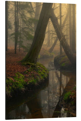 Aluminiumsbilde Foggy forest in the Netherlands