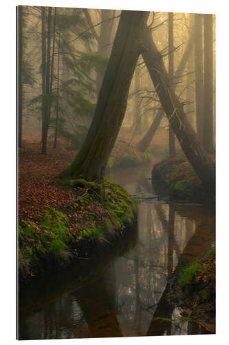 Gallery print Foggy forest in the Netherlands