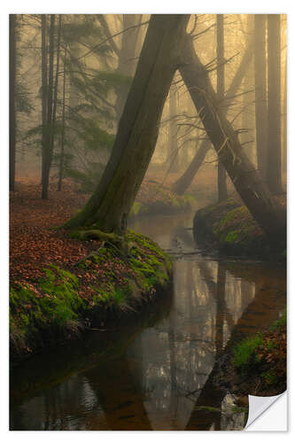 Wall sticker Foggy forest in the Netherlands