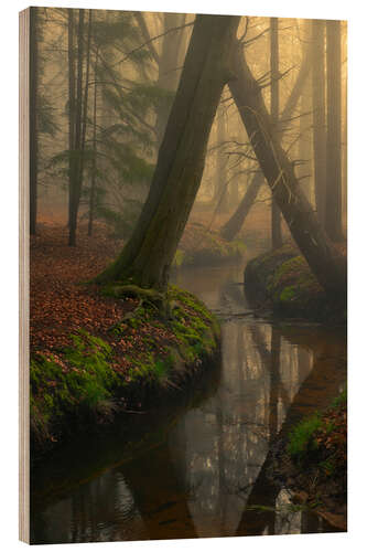 Wood print Foggy forest in the Netherlands