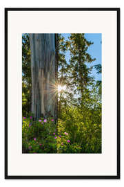 Gerahmter Kunstdruck Blüten im Wald