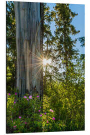 Magnettafel Blüten im Wald