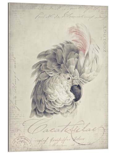 Gallery print White Vintage Cockatoo