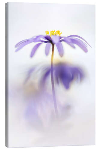 Canvas print Lovely Anemone Blanda