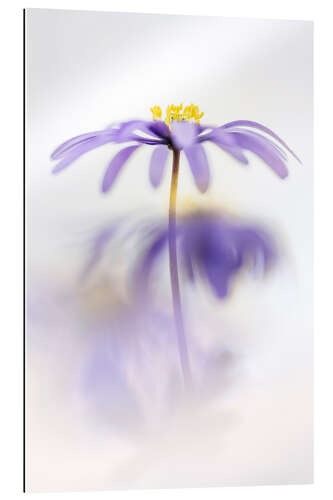 Gallery print Lovely Anemone Blanda