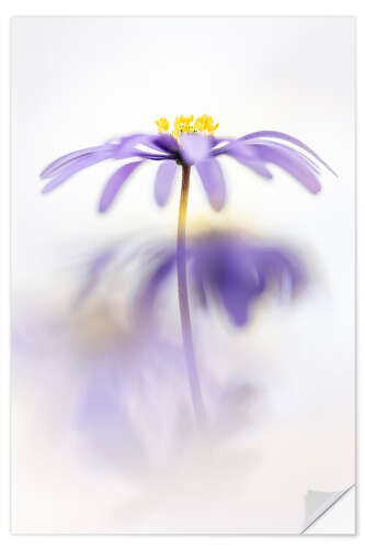 Wall sticker Lovely Anemone Blanda