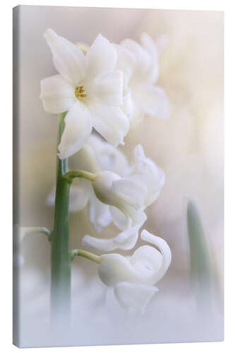 Canvas print Blooming Hyacint