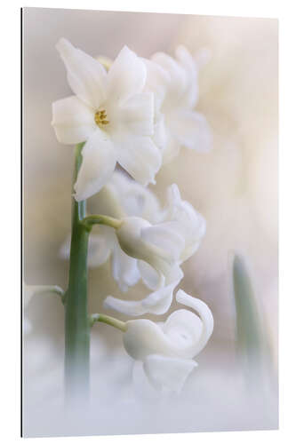 Gallery print Blooming Hyacint