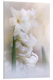 Gallery print Blooming Hyacint