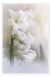 Poster Blühende Hyacinte
