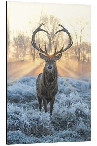 Aluminium print Deer with Heart Antlers