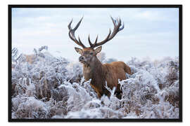 Gerahmter Kunstdruck Monarch im Frost