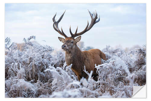 Sticker mural Monarch in frost