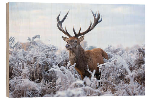 Holzbild Monarch im Frost