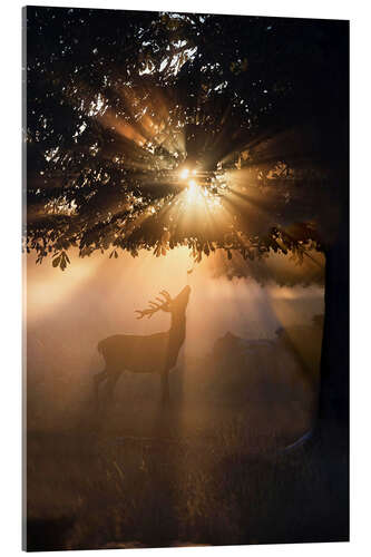 Acrylic print Young deer in the evening light