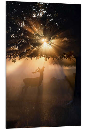 Alubild Junger Hirsch im Abendlicht