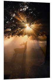 Foam board print Young deer in the evening light