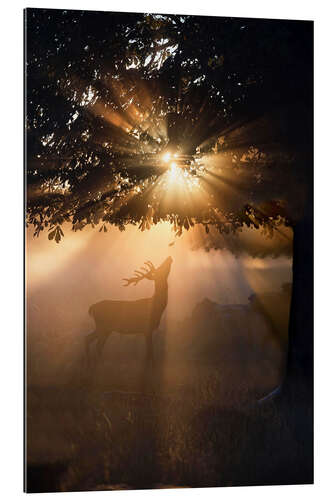 Gallery print Young deer in the evening light