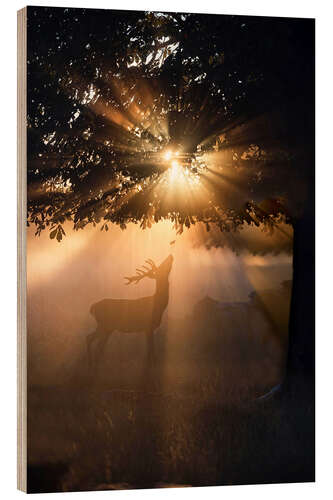 Wood print Young deer in the evening light