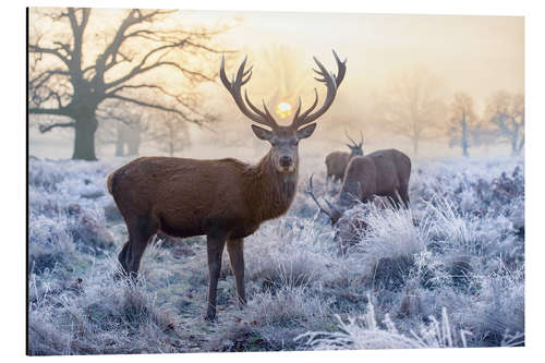 Aluminium print The spirit of the forest