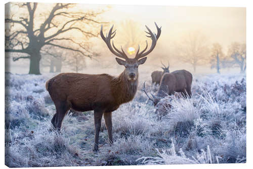 Canvas print The spirit of the forest