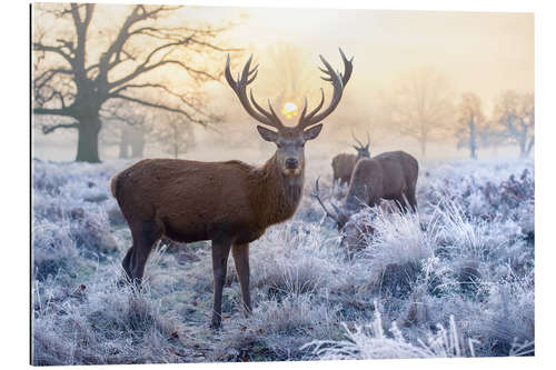 Gallery print The spirit of the forest