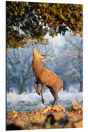 Magnettafel Wärmende Abendsonne