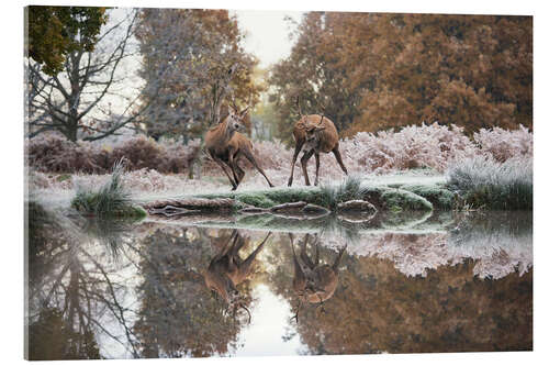 Cuadro de metacrilato Reflections of the wild