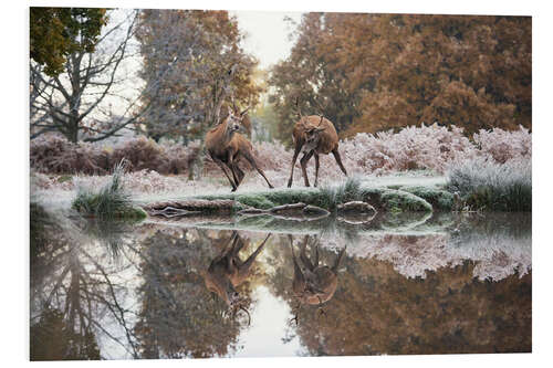 Tableau en PVC Reflections of the wild